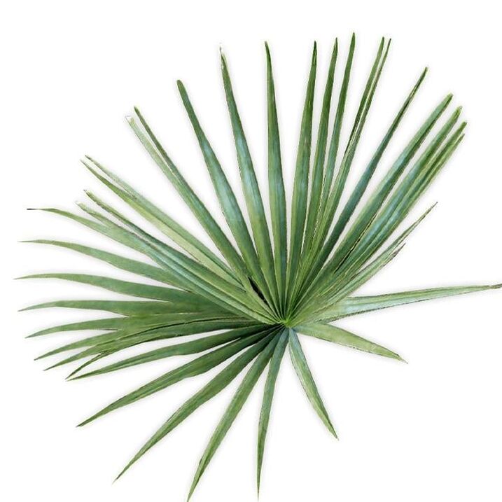 Saw palmetto - kompozisyon UltraMax Testo Enhancer